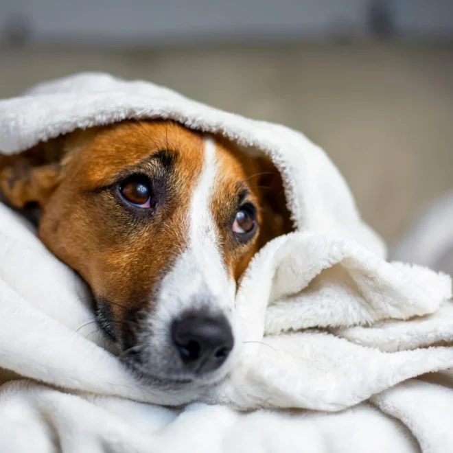 Dog Illnesses Symptoms Checker: Quick & Accurate Health Guide