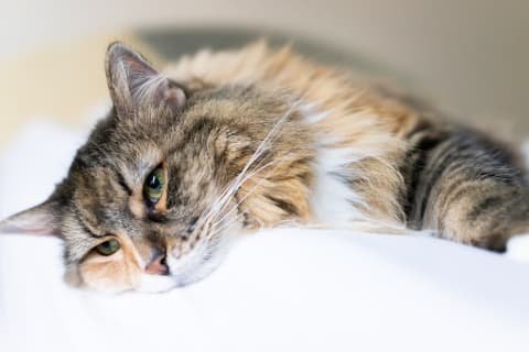 How Do I Know If My Cat Is Feeling Unwell: Key Signs to Watch