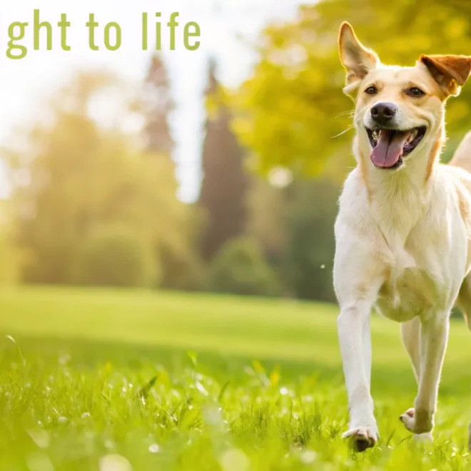 Top Rated Weight Loss Dog Food Guide: Best Picks for Healthy Pets