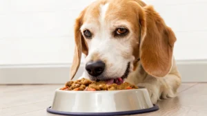 Best Wet Dog Food For Senior Dogs: Top Nutritious Picks 2025