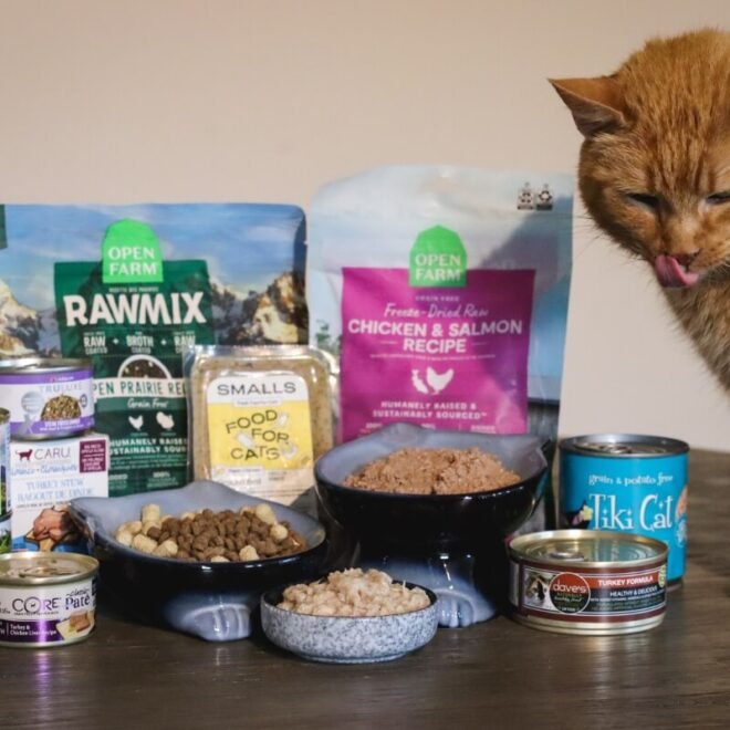 What Is The Safest Cat Food On The Market: Best Picks 2026
