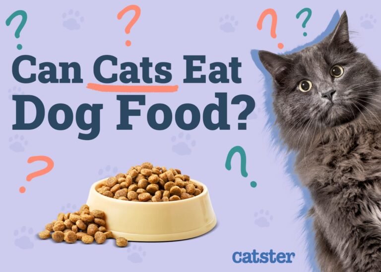 What Would Happen If A Cat Eats Dog Food: Vet-Approved Tips