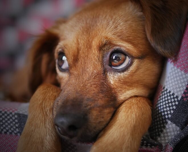 How Do Dogs Act When They Feel Sick?: Vet-Backed Guide 2026