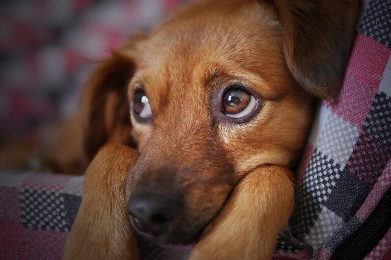How Do Dogs Act When They Feel Sick?: Vet-Backed Guide 2026