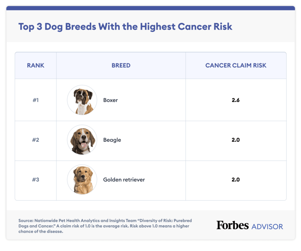Which Dog Breed Has The Most Health Problems?