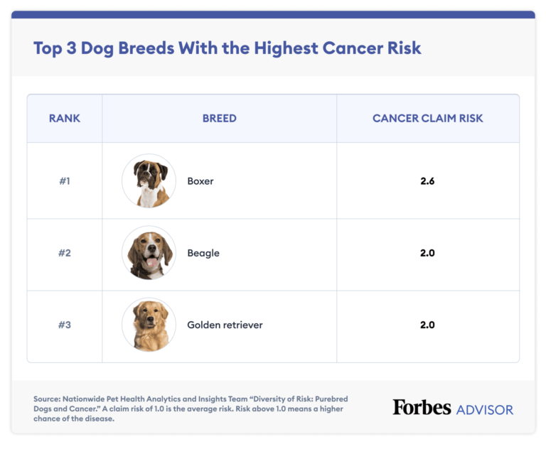 Which Dog Breed Has The Most Health Problems?: Expert Guide