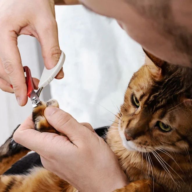 How To Groom Your Cat At Home: Essential Tools & Expert Tips