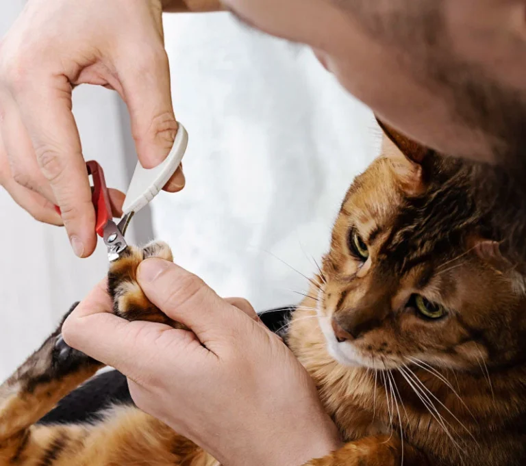 How To Groom Your Cat At Home: Essential Tools & Expert Tips