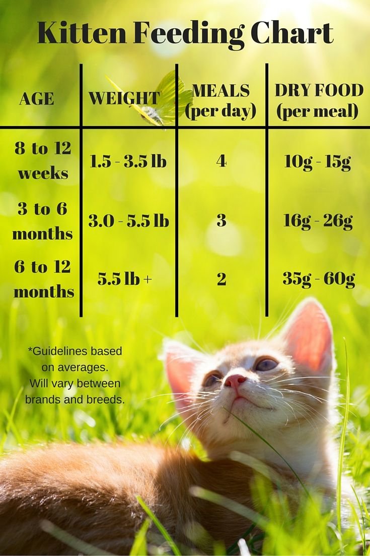 How Much Wet Food Should I Feed My Cat By Age: Expert Guide