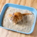 Why Cat Ignoring Litter Box: Top Reasons & Easy Fixes