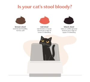 What Can I Give My Cat For Bloody Stool?: Vet Guide 2026