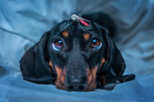 What Is A Silent Killer For Dogs: Signs And Prevention 2026