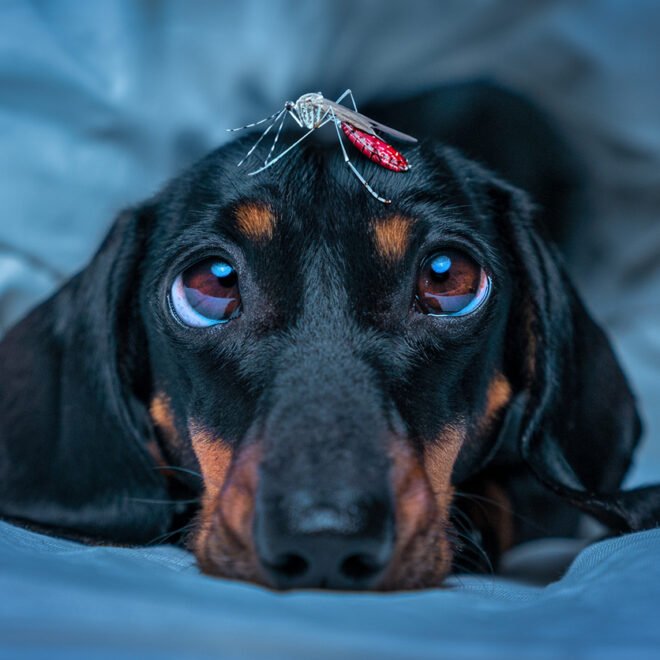 What Is A Silent Killer For Dogs: Signs And Prevention 2026