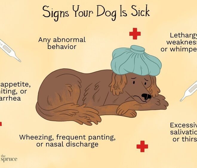 Dog Sickness Symptoms: Warning Signs Every Owner Must Know