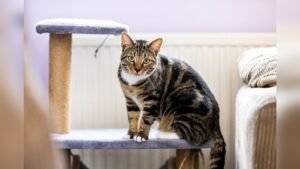 How Can I Tell If My Cat Is Overweight Or Underweight: Essential Tips