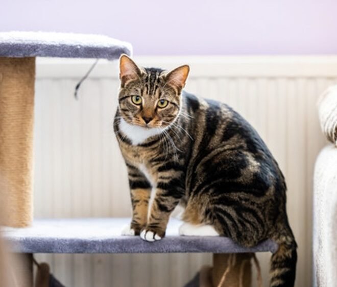 How Can I Tell If My Cat Is Overweight Or Underweight: Essential Tips