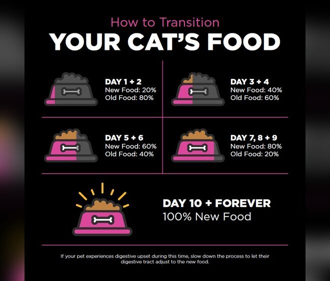 How Can I Transition My Cat To A New Food: Easy Steps for Success