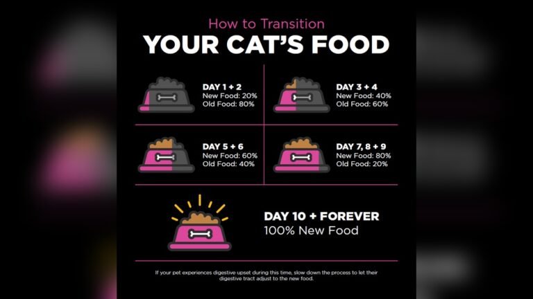 How Can I Transition My Cat To A New Food: Easy Steps for Success