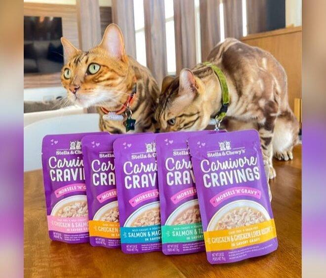 My Cat Is A Picky Eater How Do I Encourage Them To Eat: Proven Tips