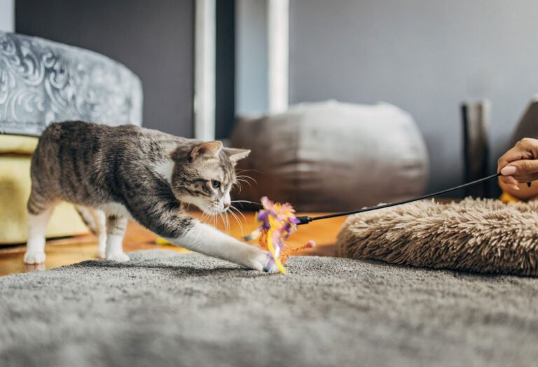 15 Essential Cat Products Every New Pet Parent Needs In 2025: Ultimate Guide