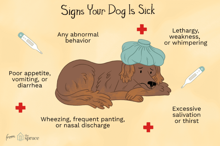 How Do Dogs Act When They Feel Sick?: Signs And Care 2026