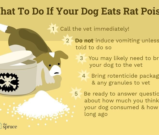 What To Do Dog Eats Toxic: Immediate Steps to Save Your Pet