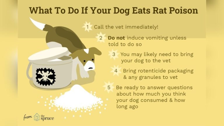 What To Do Dog Eats Toxic: Immediate Steps to Save Your Pet