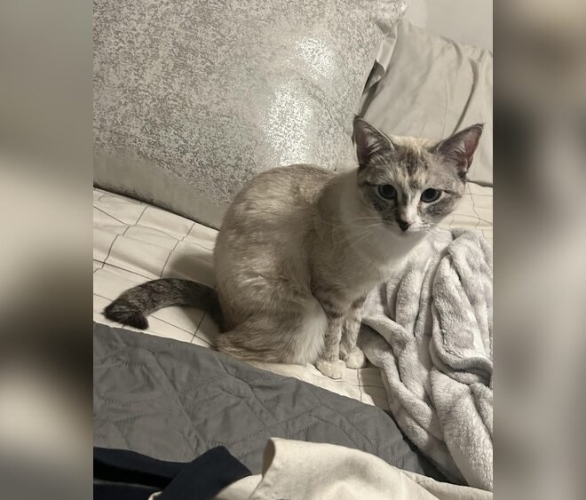 Why Does My Cat Pee On My Bed: Shocking Reasons Revealed!