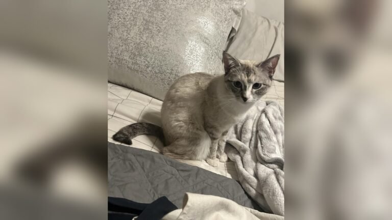 Why Does My Cat Pee On My Bed: Shocking Reasons Revealed!