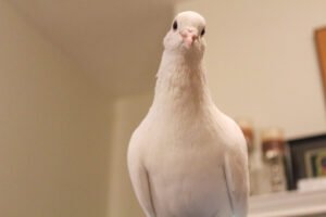 Can You Have A Pigeon As A Pet: Care, Costs, Laws
