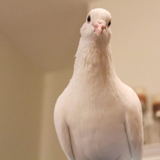 Can You Have A Pigeon As A Pet: Care, Costs, Laws