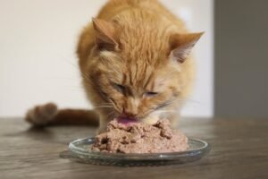 What Is The Cheapest Healthiest Way To Feed A Cat: Pro Tips