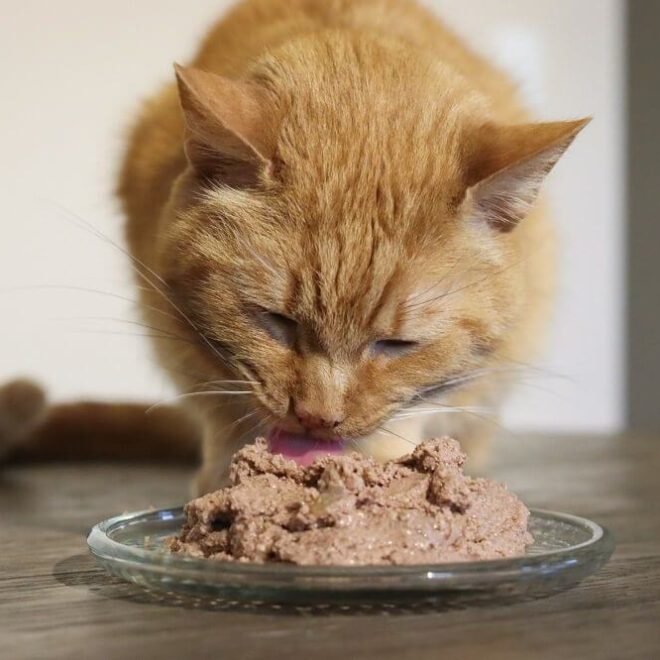 What Is The Cheapest Healthiest Way To Feed A Cat: Pro Tips