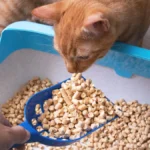 Cheap Alternative To Cat Food: Safe, Vet-Approved Picks