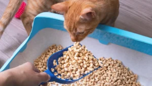 Cheap Alternative To Cat Food: Safe, Vet-Approved Picks