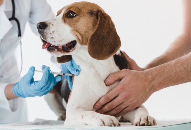 How Often Should A Pet Be Vaccinated For Lyme Disease: Tips