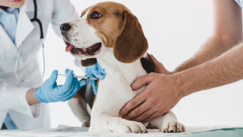 How Often Should A Pet Be Vaccinated For Lyme Disease