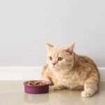 Cat Not Eating Before Surgery: Vet-Backed Guide 2026