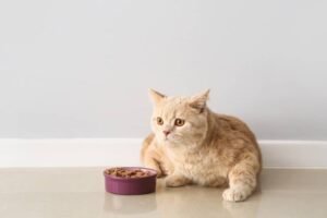 Cat Not Eating Before Surgery: Vet-Backed Guide 2026