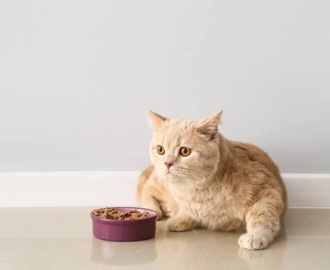 Cat Not Eating Before Surgery: Vet-Backed Guide 2026