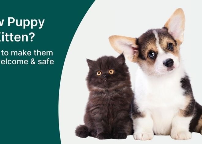 How Do You Make Pet Cat Feel Comfortable: Vet-Approved Tips