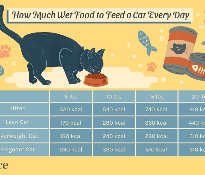 How Many Cans of Wet Food for Cat Per Day: The Ultimate Guide