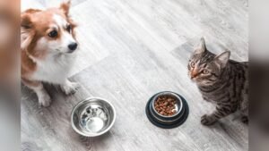 What Happens If My Dog Eats Cat Food: Risks and Solutions