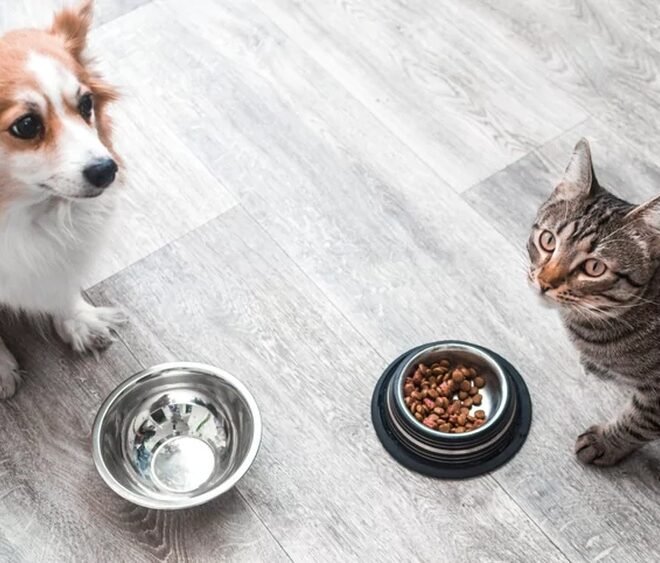 What Happens If My Dog Eats Cat Food: Risks and Solutions