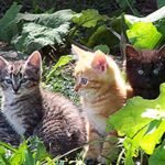 Can a 4 Month Old Feral Kitten Be Tamed: Expert Tips