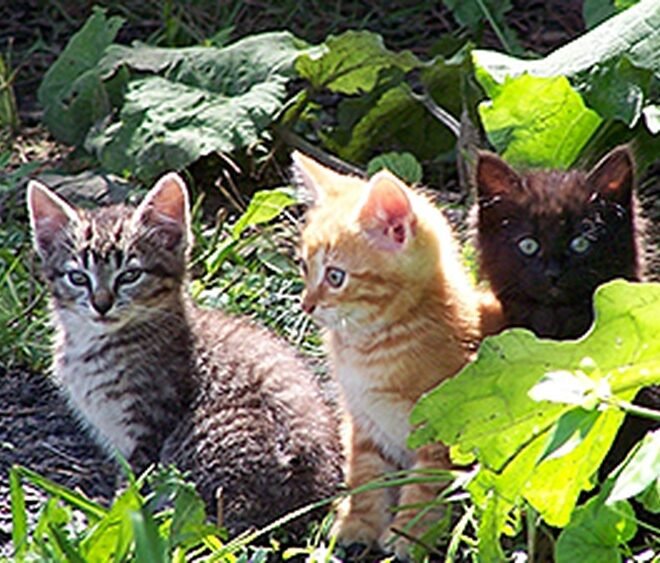 Can a 4 Month Old Feral Kitten Be Tamed: Expert Tips