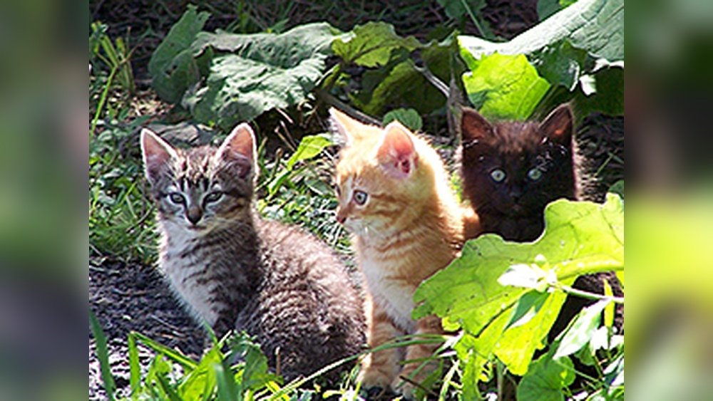Can a 4 Month Old Feral Kitten Be Tamed