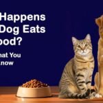 Dog Eating Cat Food Side Effects: Risks Every Owner Should Know