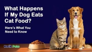 Dog Eating Cat Food Side Effects: Risks Every Owner Should Know