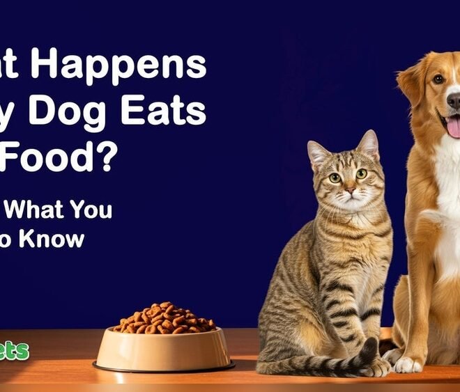 Dog Eating Cat Food Side Effects: Risks Every Owner Should Know